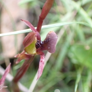 Chiloglottis trapeziformis at Jerrabomberra, NSW - 16 Oct 2021