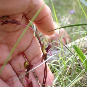 Chiloglottis trapeziformis at Jerrabomberra, NSW - 16 Oct 2021