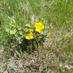 Hibbertia obtusifolia (Grey Guinea-flower) at West Wodonga, VIC - 17 Oct 2021 by erika