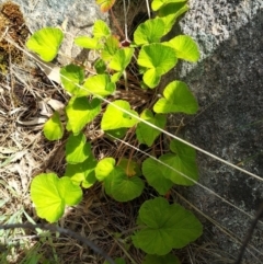 Pelargonium australe (Austral Stork's-bill) at Felltimber Creek NCR - 17 Oct 2021 by erika