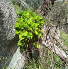 Pelargonium australe at West Wodonga, VIC - 17 Oct 2021 01:03 PM