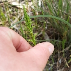 Microtis parviflora (Slender Onion Orchid) at West Wodonga, VIC - 17 Oct 2021 by erika
