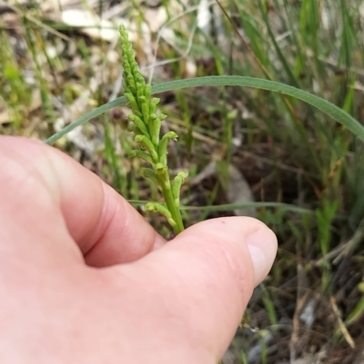 Microtis parviflora (Slender Onion Orchid) at Felltimber Creek NCR - 17 Oct 2021 by erika