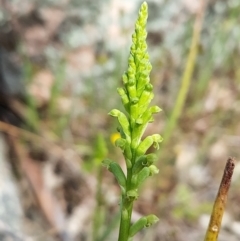 Microtis parviflora at West Wodonga, VIC - suppressed