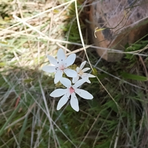 Burchardia umbellata at West Wodonga, VIC - 17 Oct 2021