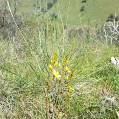 Bulbine bulbosa at West Wodonga, VIC - 17 Oct 2021 12:37 PM