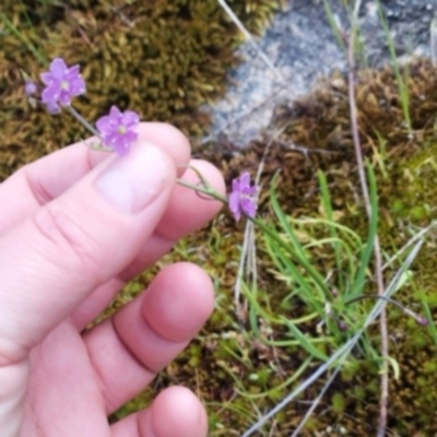 Arthropodium minus (Small Vanilla Lily) at Felltimber Creek NCR - 17 Oct 2021 by erika