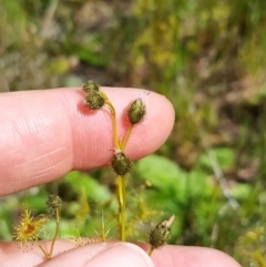 Drosera gunniana (Pale Sundew) at Wodonga - 17 Oct 2021 by erika