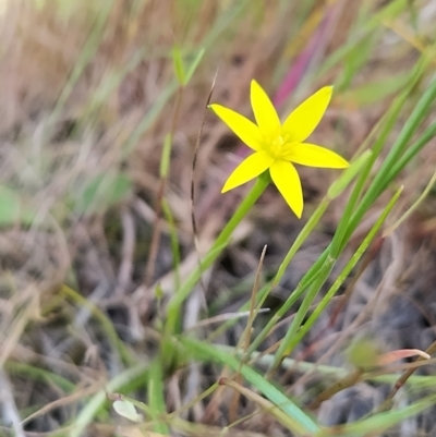 Pauridia vaginata (Yellow Star) at West Wodonga, VIC - 17 Oct 2021 by erika