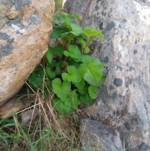 Pelargonium australe at West Wodonga, VIC - 17 Oct 2021 12:40 PM