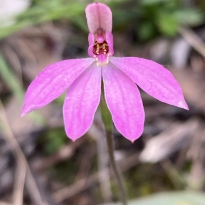 Caladenia carnea (Pink Fingers) at Jerrabomberra, NSW - 17 Oct 2021 by AnneG1