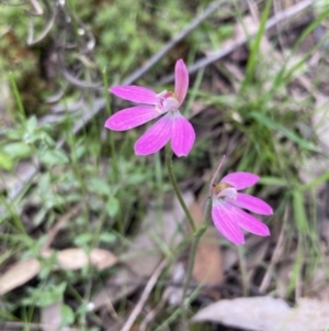 Caladenia carnea at Jerrabomberra, NSW - suppressed