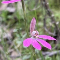 Caladenia carnea at Jerrabomberra, NSW - suppressed