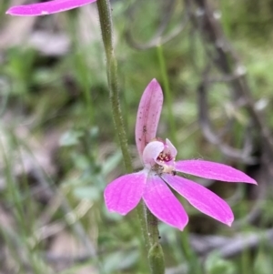 Caladenia carnea at Jerrabomberra, NSW - suppressed