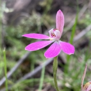 Caladenia carnea at Jerrabomberra, NSW - suppressed