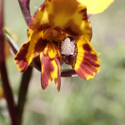 Diuris semilunulata (Late Leopard Orchid) at Jerrabomberra, ACT - 16 Oct 2021 by AnneG1