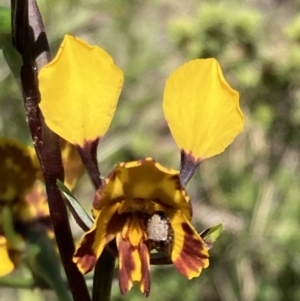 Diuris semilunulata at Jerrabomberra, ACT - 17 Oct 2021