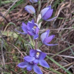 Thelymitra megcalyptra (Swollen Sun Orchid) at Albury - 17 Oct 2021 by Darcy