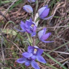 Thelymitra megcalyptra (Swollen Sun Orchid) at Glenroy, NSW - 17 Oct 2021 by Darcy