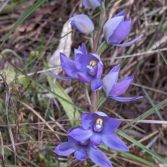 Thelymitra megcalyptra at Glenroy, NSW - suppressed