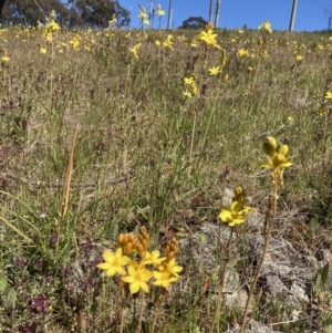 Bulbine bulbosa at Jerrabomberra, ACT - 17 Oct 2021 11:20 AM