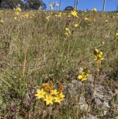 Bulbine bulbosa (Golden Lily) at Jerrabomberra, ACT - 17 Oct 2021 by AnneG1