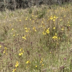 Bulbine bulbosa at Jerrabomberra, ACT - 17 Oct 2021