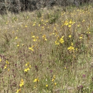 Bulbine bulbosa at Jerrabomberra, ACT - 17 Oct 2021 11:20 AM