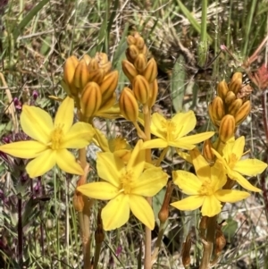 Bulbine bulbosa at Jerrabomberra, ACT - 17 Oct 2021 11:20 AM