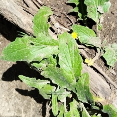 Cymbonotus preissianus (Austral Bear's-ears) at West Wodonga, VIC - 17 Oct 2021 by erika