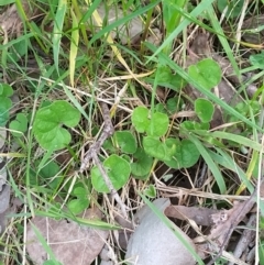 Dichondra repens (Kidney Weed) at Felltimber Creek NCR - 17 Oct 2021 by erika
