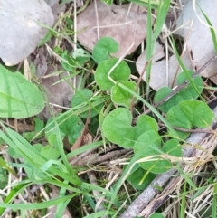 Dichondra repens at West Wodonga, VIC - 17 Oct 2021 01:56 PM