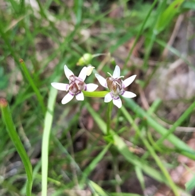 Wurmbea dioica subsp. dioica (Early Nancy) at Wodonga - 17 Oct 2021 by erika