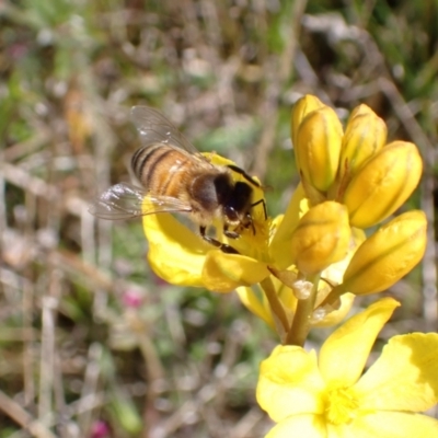 Apis mellifera (European honey bee) at Wanniassa Hill - 17 Oct 2021 by AnneG1