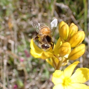 Apis mellifera at Jerrabomberra, ACT - 17 Oct 2021 11:22 AM