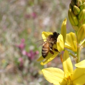 Apis mellifera at Jerrabomberra, ACT - 17 Oct 2021 11:22 AM