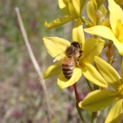 Apis mellifera at Jerrabomberra, ACT - 17 Oct 2021