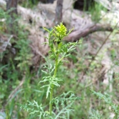 Senecio bathurstianus (Rough Fireweed) at West Wodonga, VIC - 17 Oct 2021 by erika