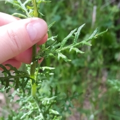 Senecio bathurstianus at West Wodonga, VIC - 17 Oct 2021 01:23 PM