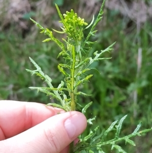 Senecio bathurstianus at West Wodonga, VIC - 17 Oct 2021 01:23 PM