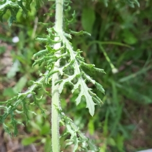 Senecio bathurstianus at West Wodonga, VIC - 17 Oct 2021 01:23 PM