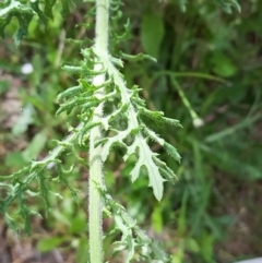 Senecio bathurstianus at West Wodonga, VIC - 17 Oct 2021