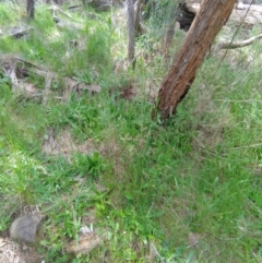 Senecio bathurstianus at West Wodonga, VIC - 17 Oct 2021 01:23 PM