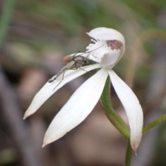 Caladenia ustulata (Brown Caps) at Mount Jerrabomberra - 16 Oct 2021 by AnneG1