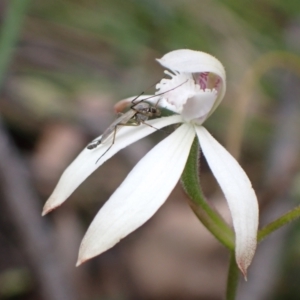 Caladenia ustulata at Jerrabomberra, NSW - suppressed