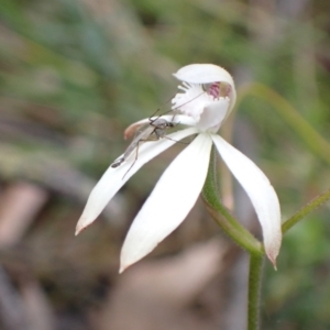 Caladenia ustulata at Jerrabomberra, NSW - suppressed