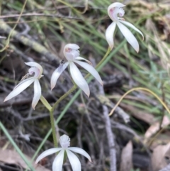 Caladenia ustulata at Jerrabomberra, NSW - suppressed