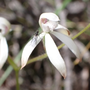 Caladenia ustulata at Jerrabomberra, NSW - suppressed