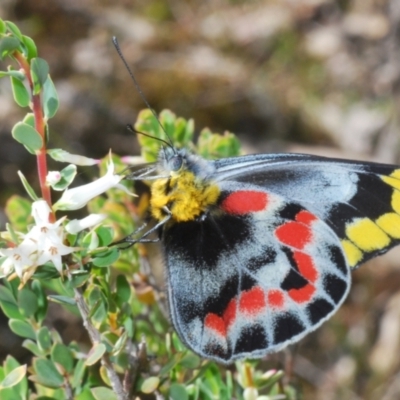Delias harpalyce (Imperial Jezebel) at Cavan, NSW - 17 Oct 2021 by Harrisi