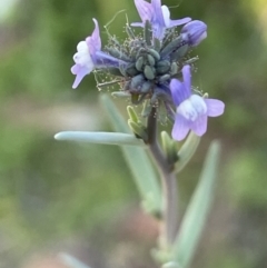 Linaria arvensis (Corn Toadflax) at Mount Ainslie - 17 Oct 2021 by JaneR